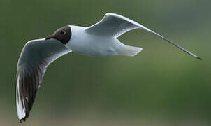 Black-headed Gull