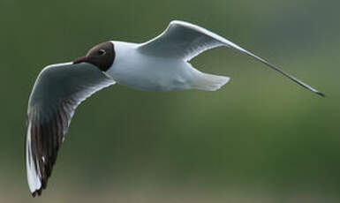 Mouette rieuse