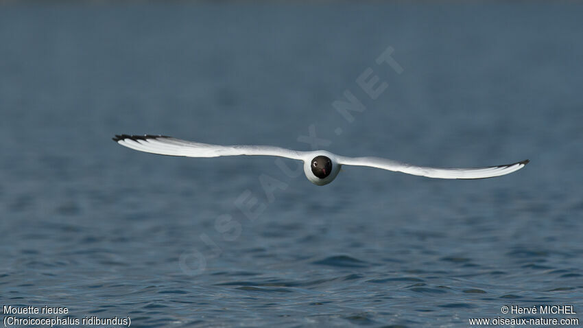 Mouette rieuseadulte nuptial