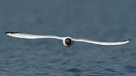 Mouette rieuse