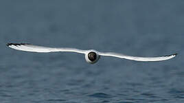 Mouette rieuse