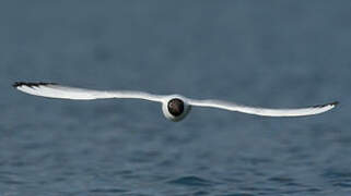 Mouette rieuse