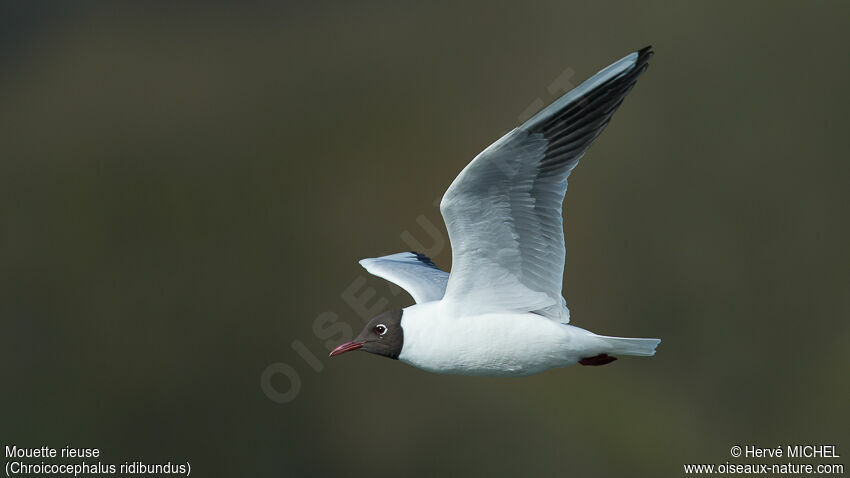 Mouette rieuseadulte nuptial