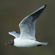 Mouette rieuse