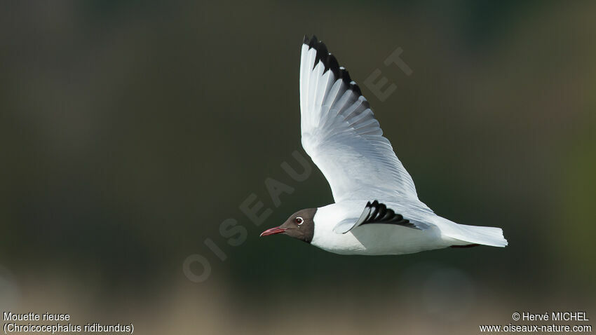 Mouette rieuseadulte nuptial