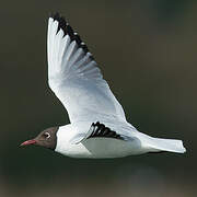 Mouette rieuse