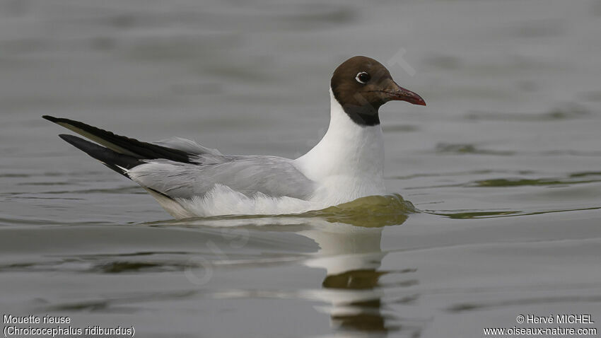 Mouette rieuseadulte nuptial