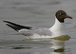 Black-headed Gull