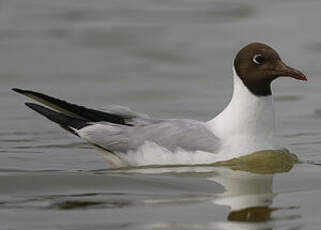 Mouette rieuse