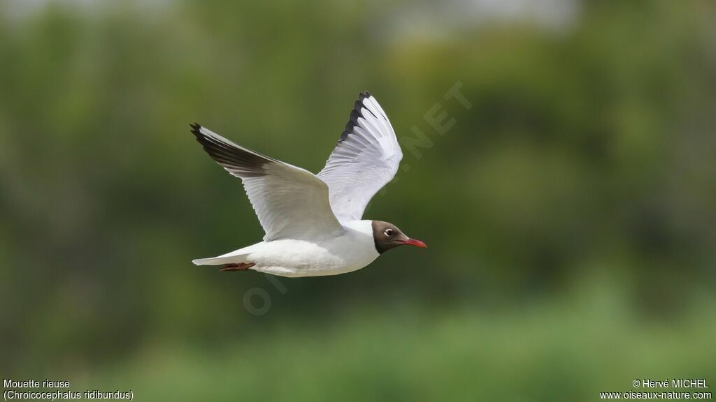 Black-headed Gulladult breeding