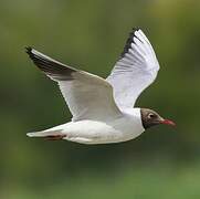 Mouette rieuse