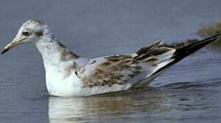 Mouette rieuse