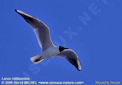 Mouette rieuseadulte nuptial