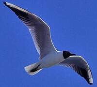 Mouette rieuse