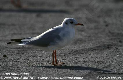 Mouette rieuseadulte internuptial