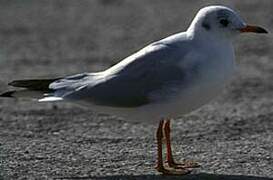 Mouette rieuse