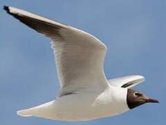 Mouette rieuse