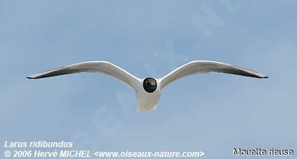 Mouette rieuseadulte nuptial