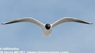 Mouette rieuse