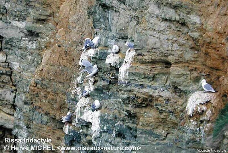 Black-legged Kittiwake