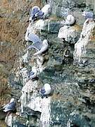 Black-legged Kittiwake