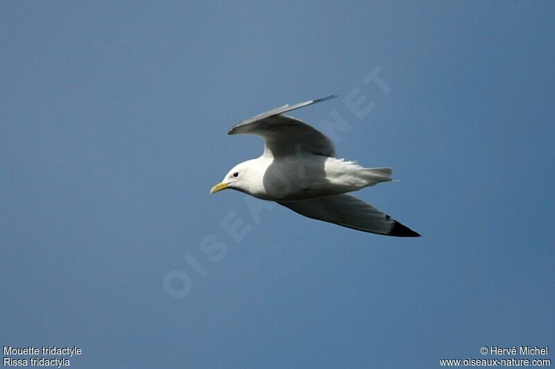 Mouette tridactyleadulte nuptial