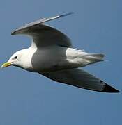 Black-legged Kittiwake