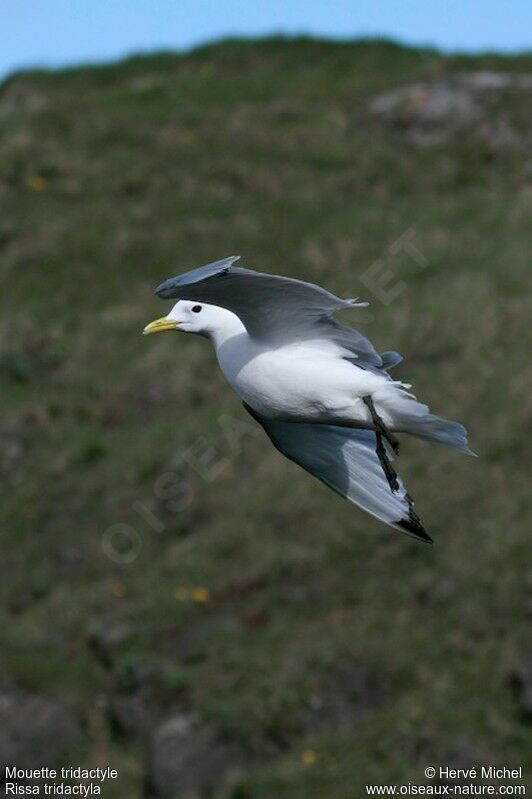 Mouette tridactyleadulte nuptial