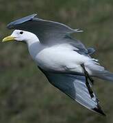 Black-legged Kittiwake