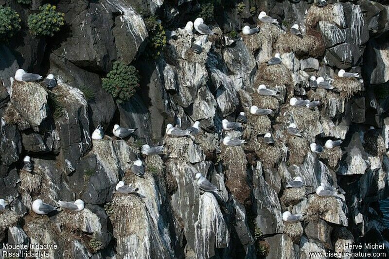 Black-legged Kittiwake