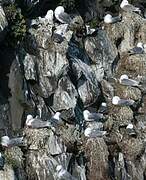 Black-legged Kittiwake