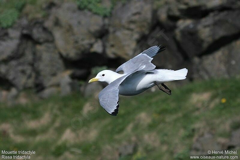 Mouette tridactyleadulte nuptial