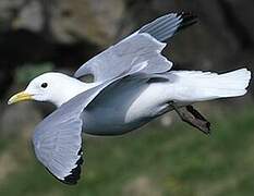 Black-legged Kittiwake