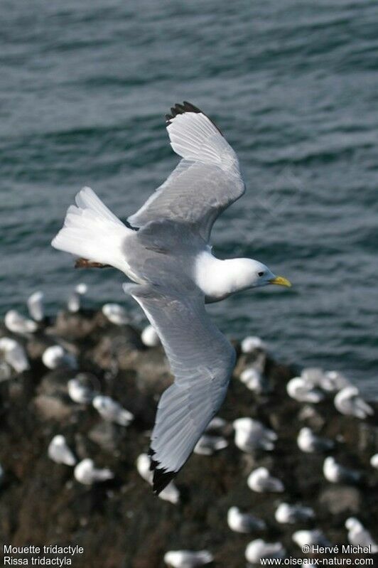 Mouette tridactyleadulte nuptial