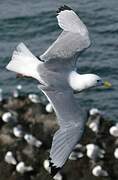 Black-legged Kittiwake