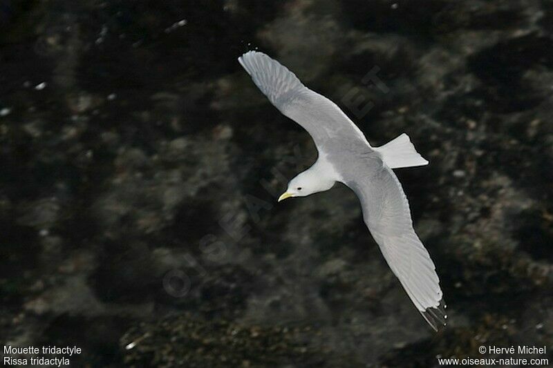 Black-legged Kittiwakeadult breeding