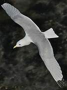 Black-legged Kittiwake