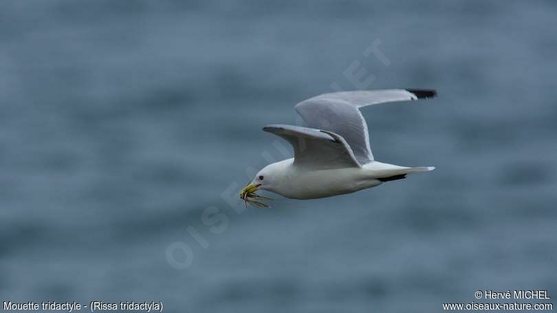 Mouette tridactyleadulte nuptial