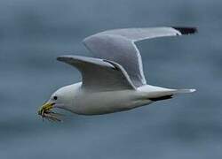 Black-legged Kittiwake