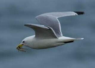 Mouette tridactyle