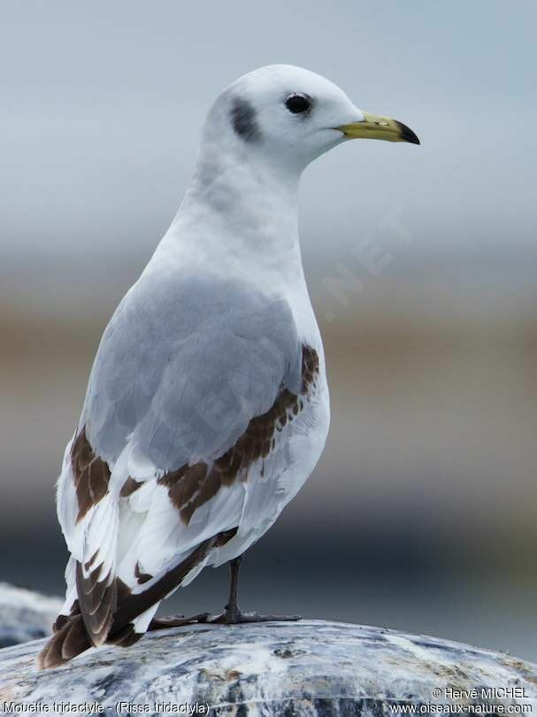 Black-legged KittiwakeSecond year