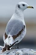 Black-legged Kittiwake