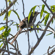 Subdesert Brush Warbler