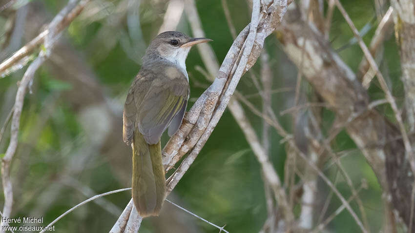 Thamnornisadult, identification