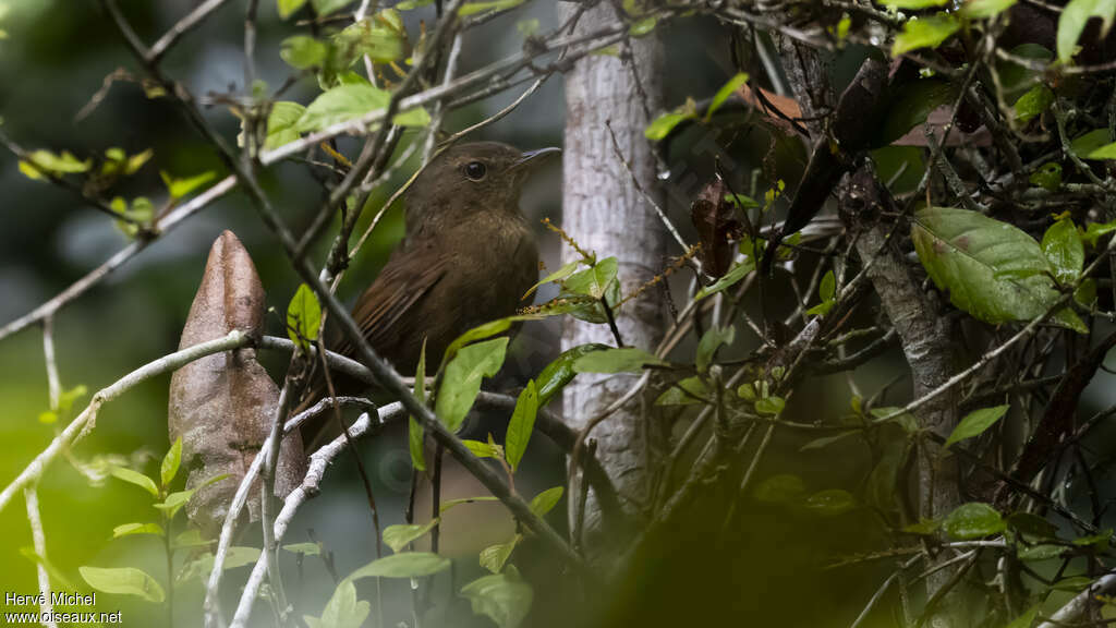 Malagasy Brush Warbler, habitat