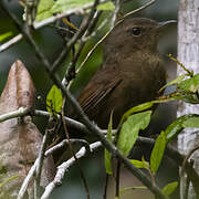 Malagasy Brush Warbler