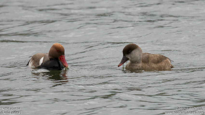 Red-crested Pochardadult breeding