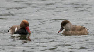 Red-crested Pochard