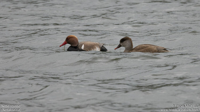 Red-crested Pochardadult breeding