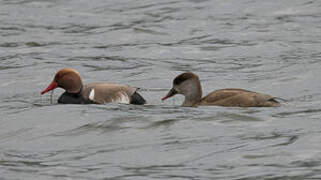 Red-crested Pochard